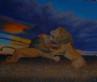 lions_fighting