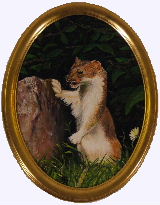 weasel