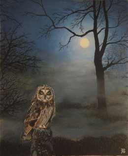 owl at night