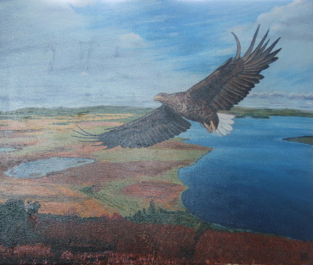 sea_eagle