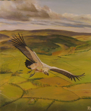 vulture