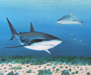 sharks